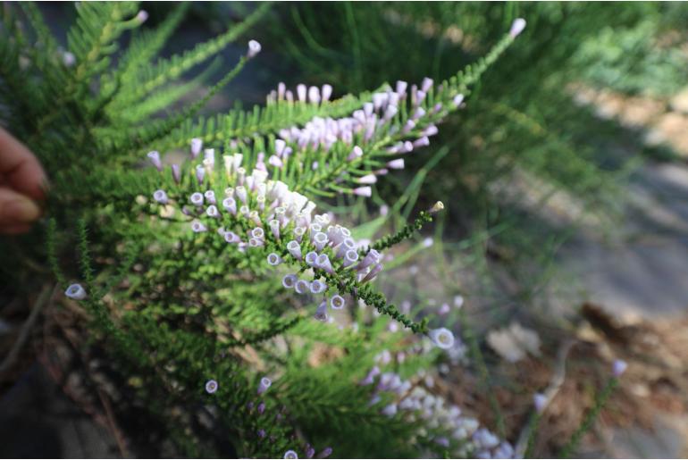 Fabiana imbricata 'Violacea' -12296