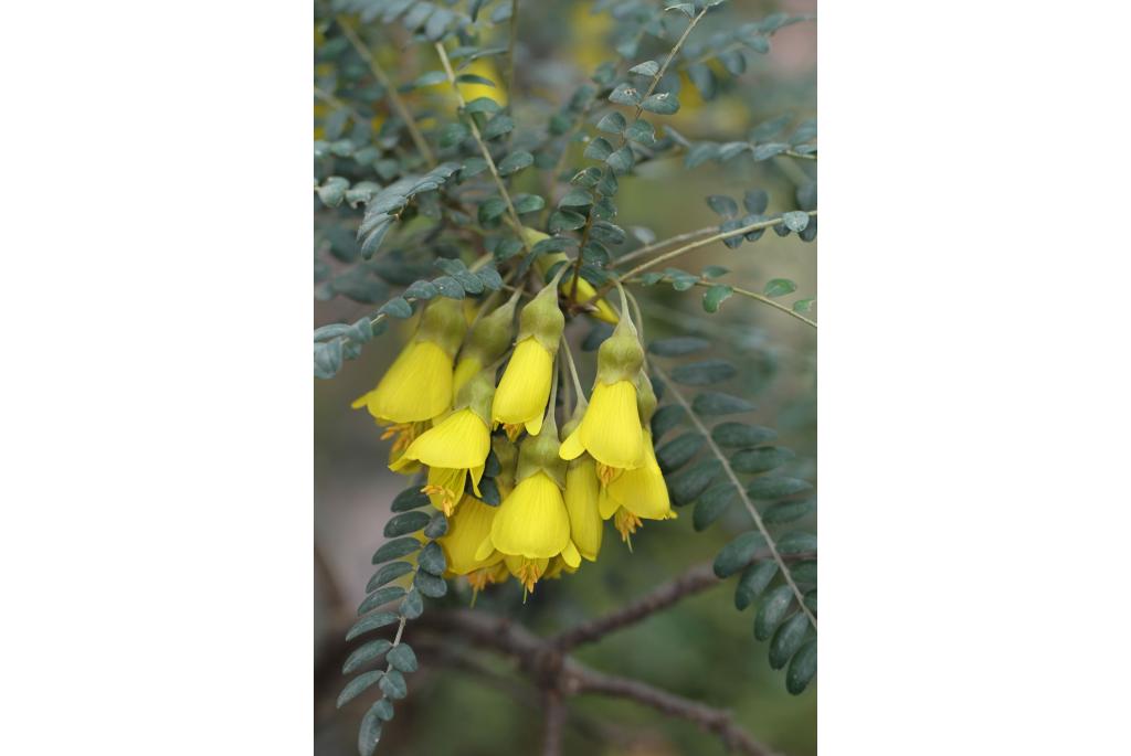 Kleinbladige sophora