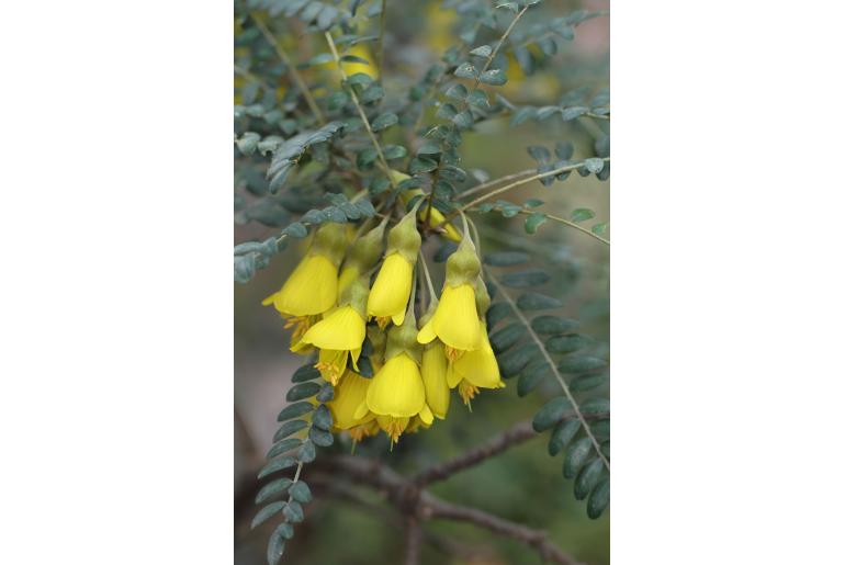 Sophora microphylla -12303