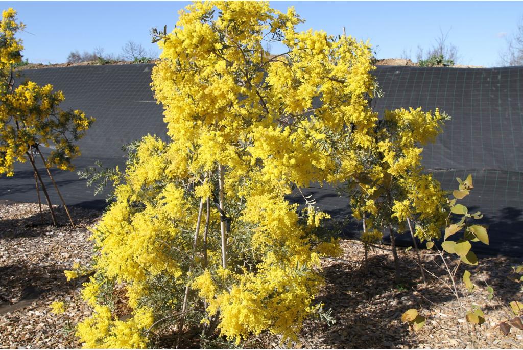 Vervormende acacia