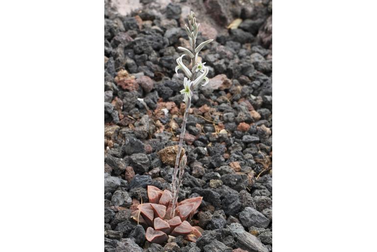 Haworthia pygmaea var pygmaea -12398