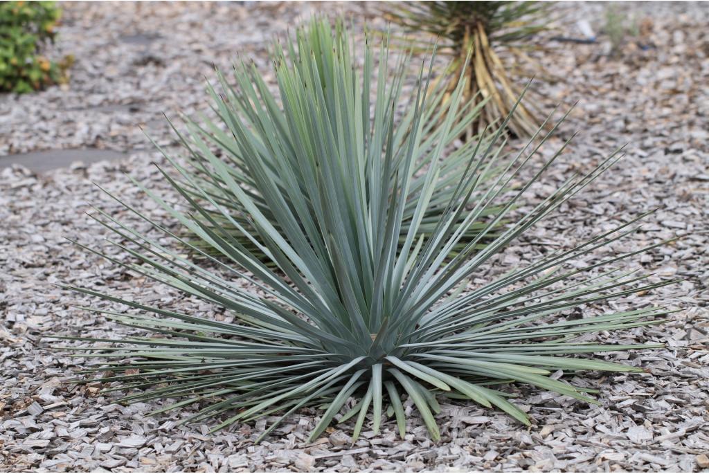 Whipple's hesperoyucca