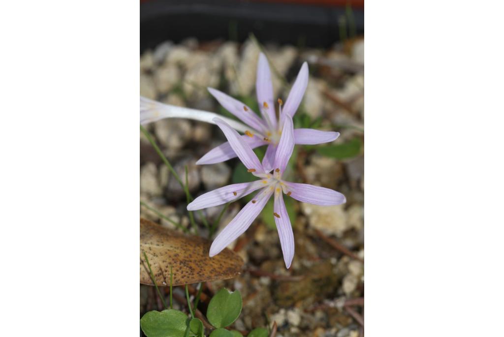 Kleine colchicum