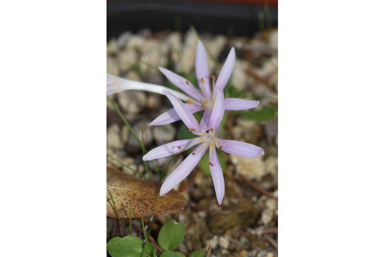 Colchicum pusillum -12440