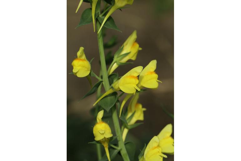 Linaria dalmatica -12451