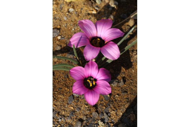 Romulea atrandra -12517