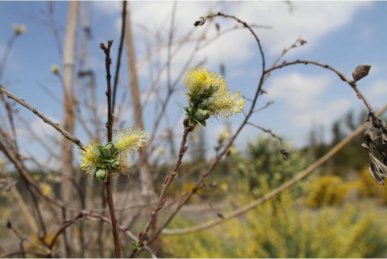 Salix repens -12610