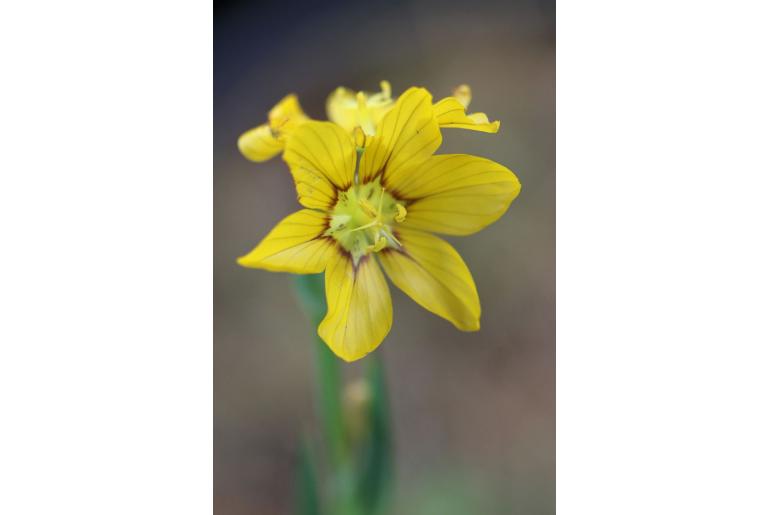 Sisyrinchium macrocarpum -12651