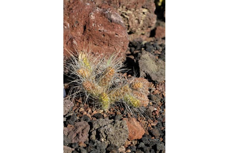 Tephrocactus aulacothele ssp aulacothele -12677