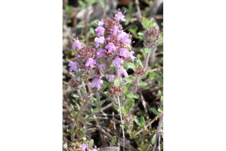 Thymus dolomiticus -12687