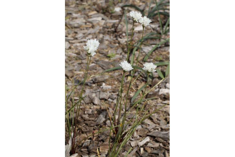 Allium candolleanum -12754