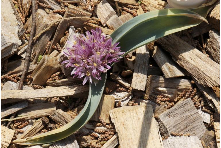 Allium shelkovnikovii -12770