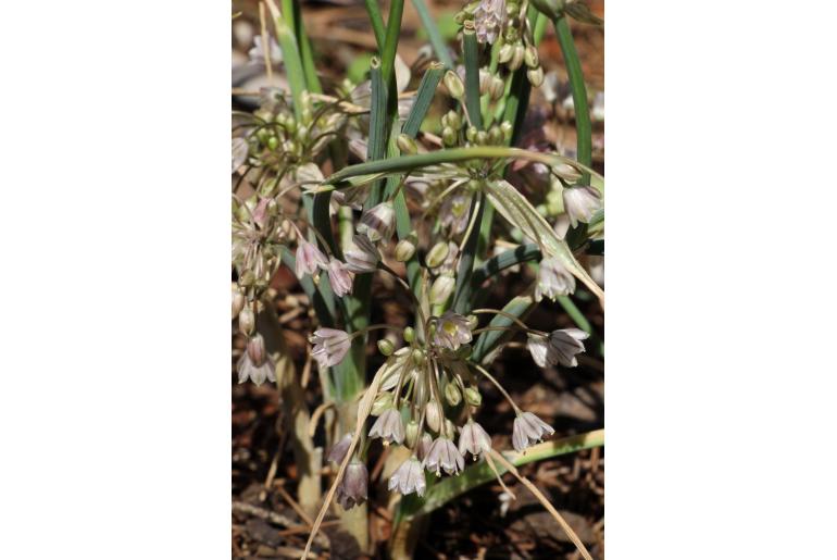 Allium sibthorpianum -12771