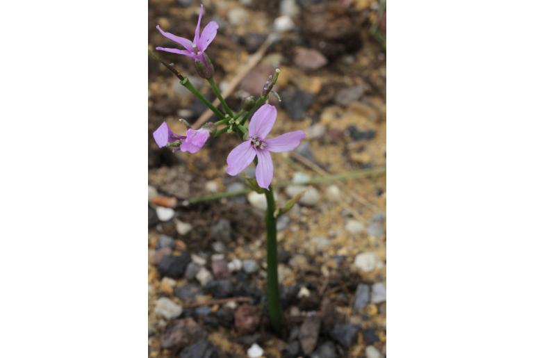 Cardamine tenuirostris -12781