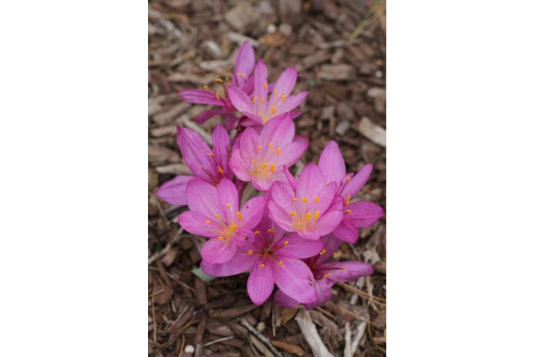 Colchicum cilicicum -12786