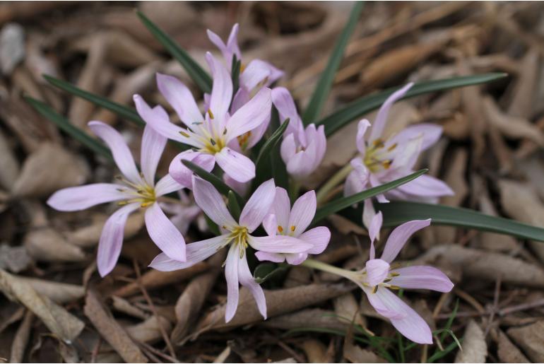 Colchicum hungaricum -12789