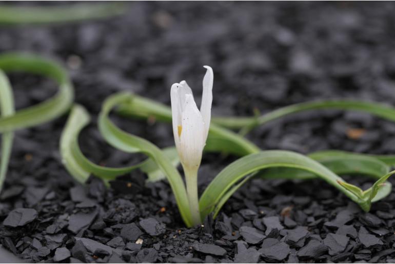 Colchicum munzurense -12791