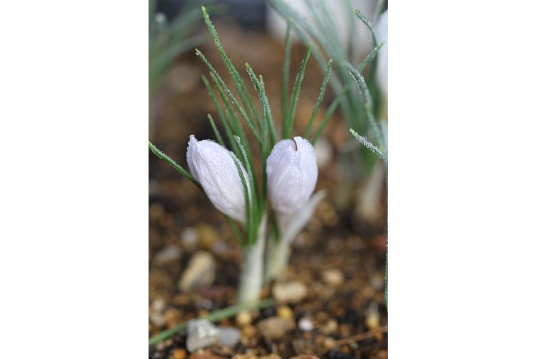 Crocus asumaniae -12799