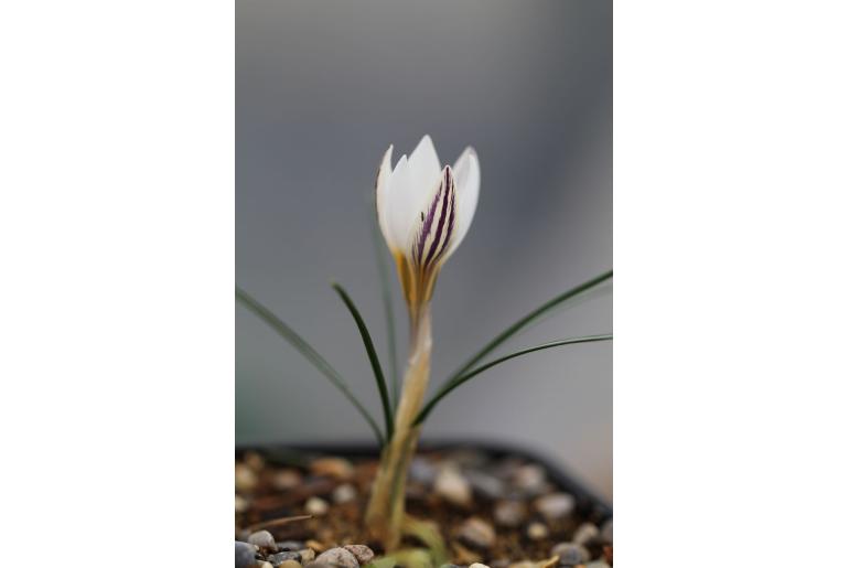 Crocus stridii -12801