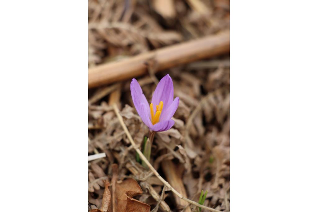 Kosanin's krokus