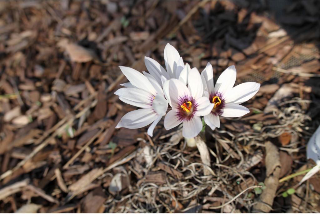 Brian Mathew's krokus