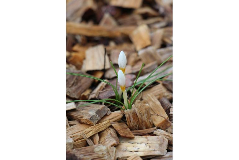 Crocus pestalozzae -12812