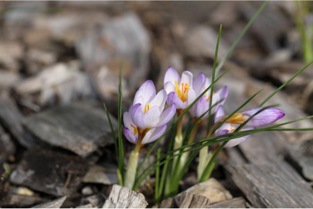 Pestalozza's violette krokus