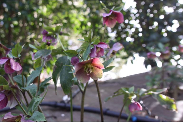 Helleborus dumetorum -12841