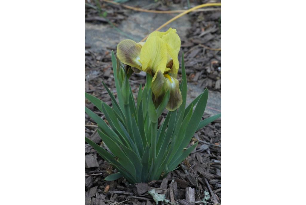 Balkan Iris