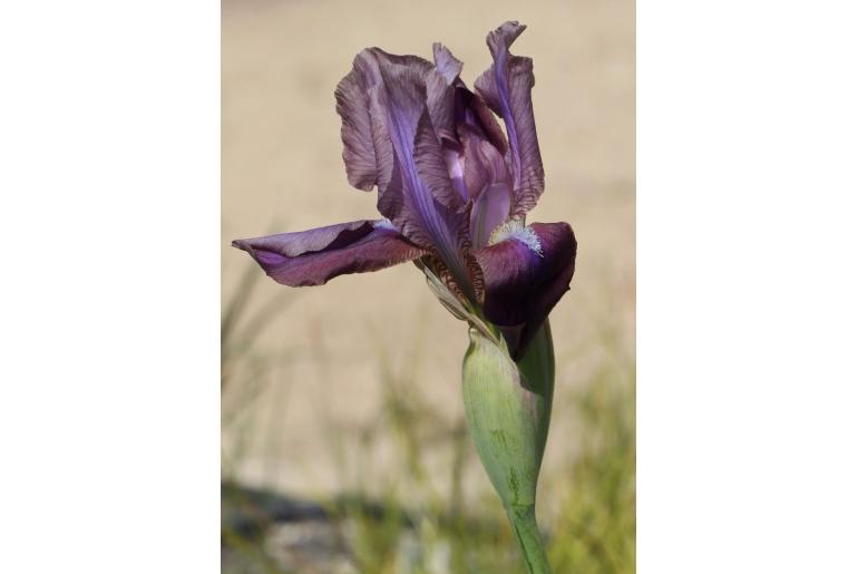 Iris stolonifera -12872