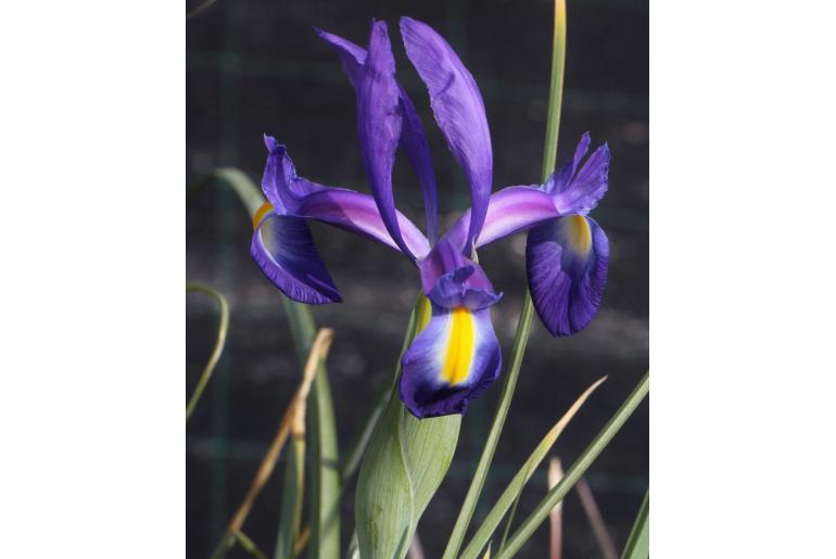 Iris tingitana -12874