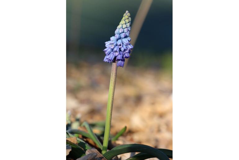 Muscari pseudomuscari -12920