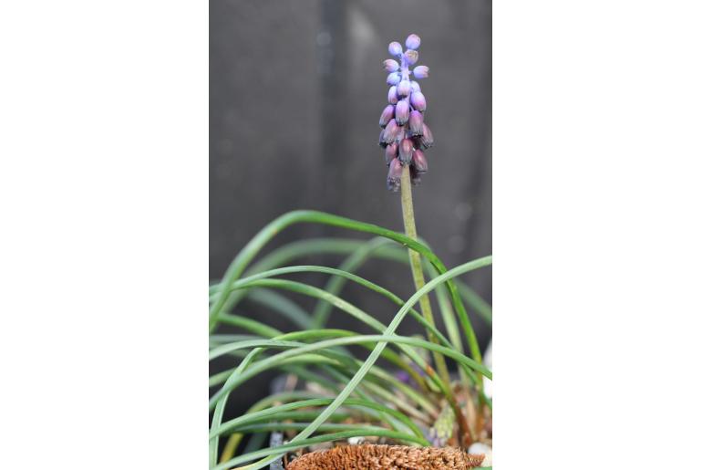 Muscari inconstrictum -12922