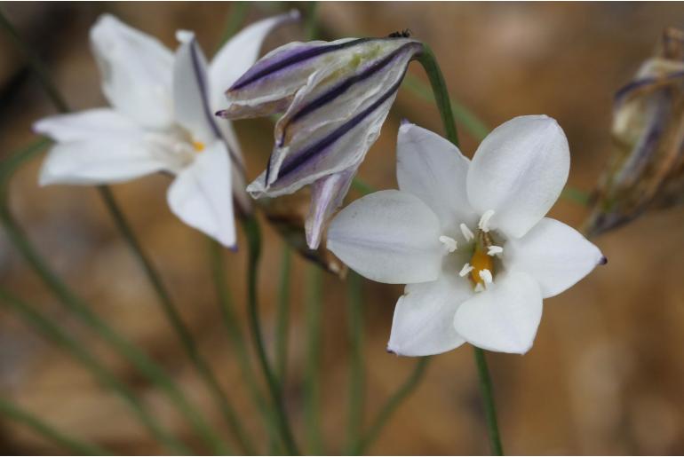 Triteleia peduncularis -12940