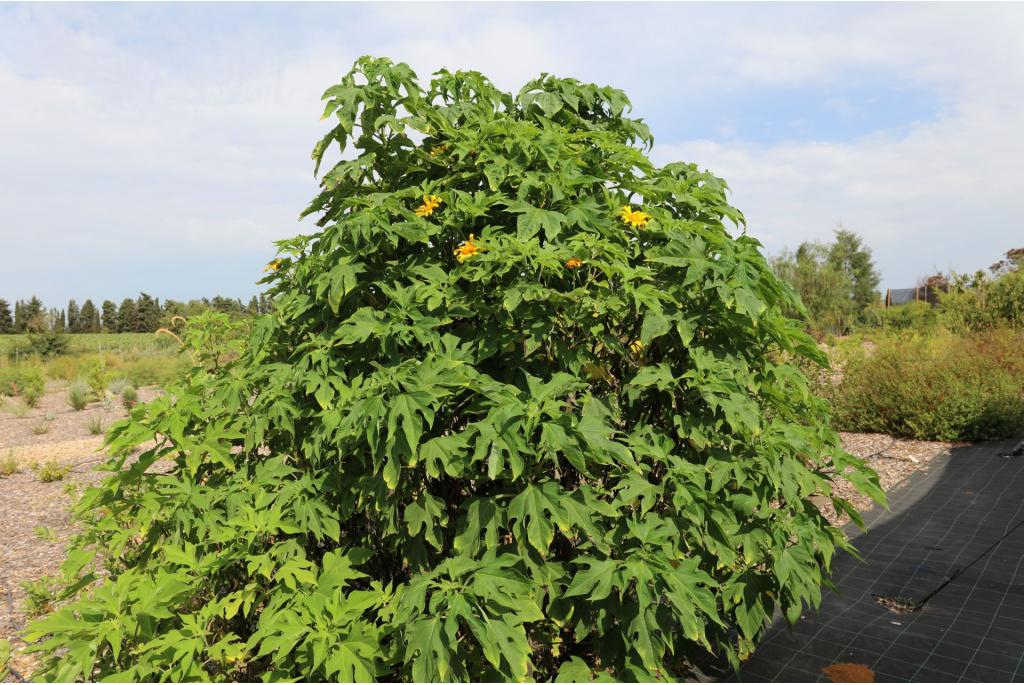 Mexicaanse zonnebloem