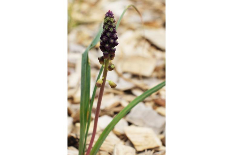 Muscari spreitzenhoferi -12967