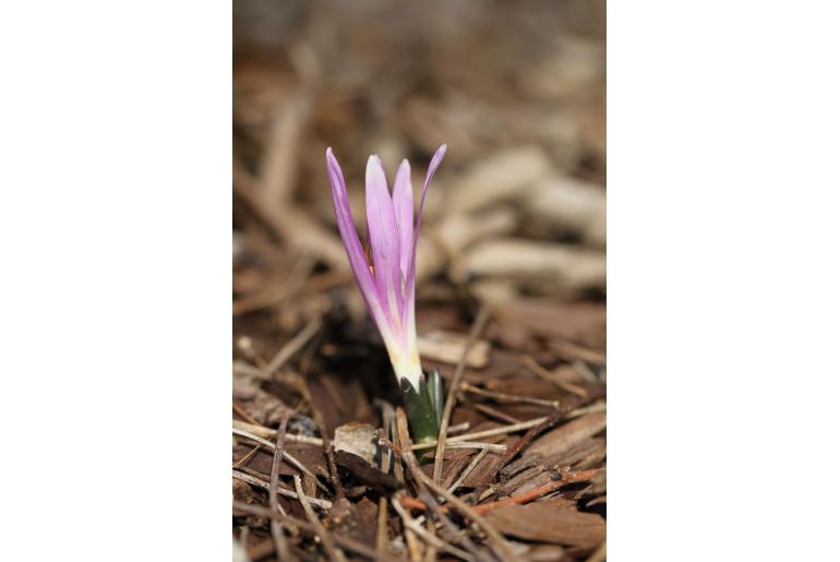 Colchicum bulbocodium -13128