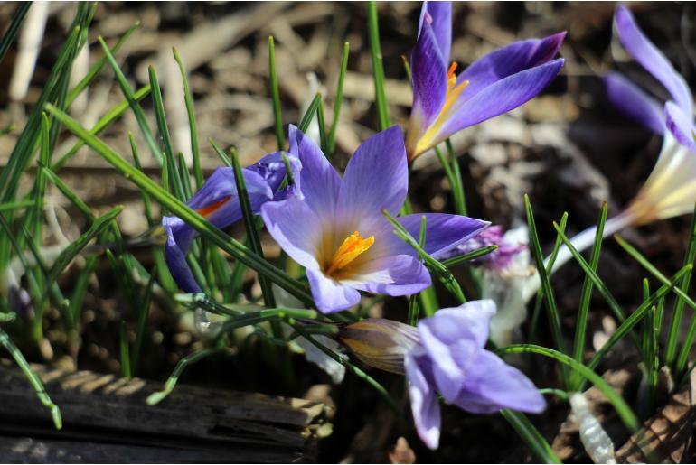 Crocus adami -13129