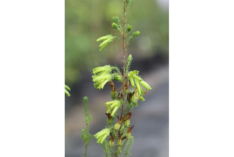 Erica unicolor ssp unicolor -13137