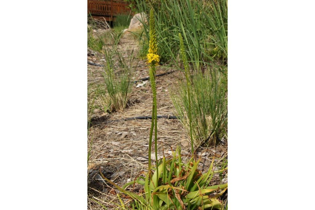 Breedbladige bulbine