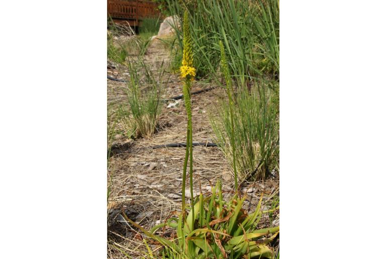 Bulbine latifolia -13272