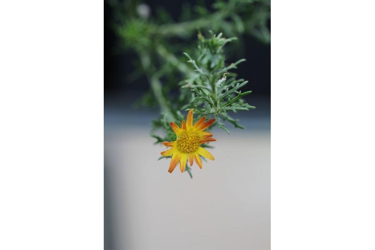 Euryops brachypodus -13291