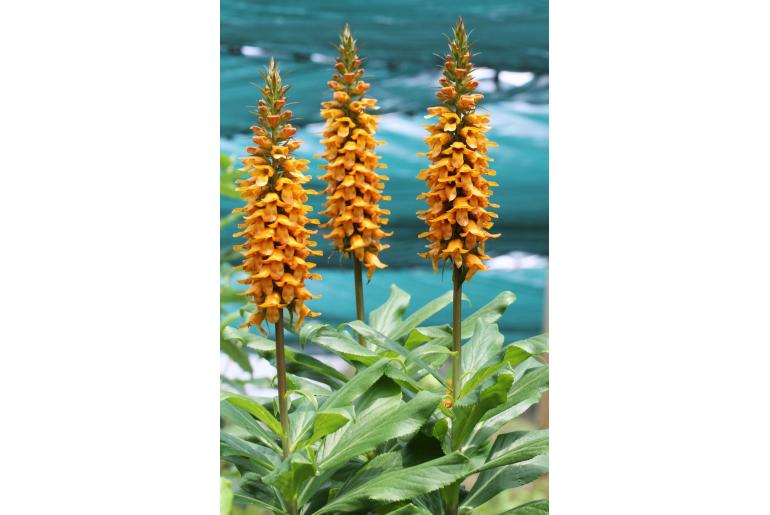 Digitalis sceptrum -13342