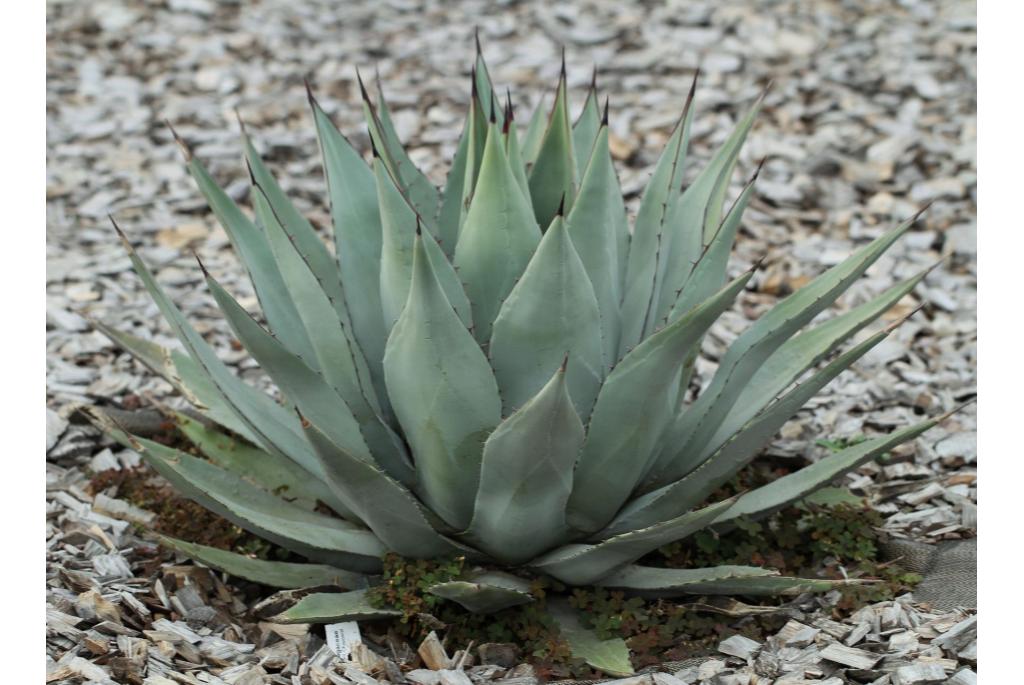 Nieuw - Mexico agave