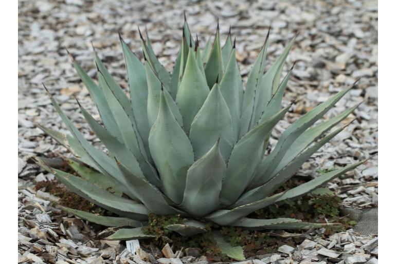 Agave parryi ssp neomexicana -13493