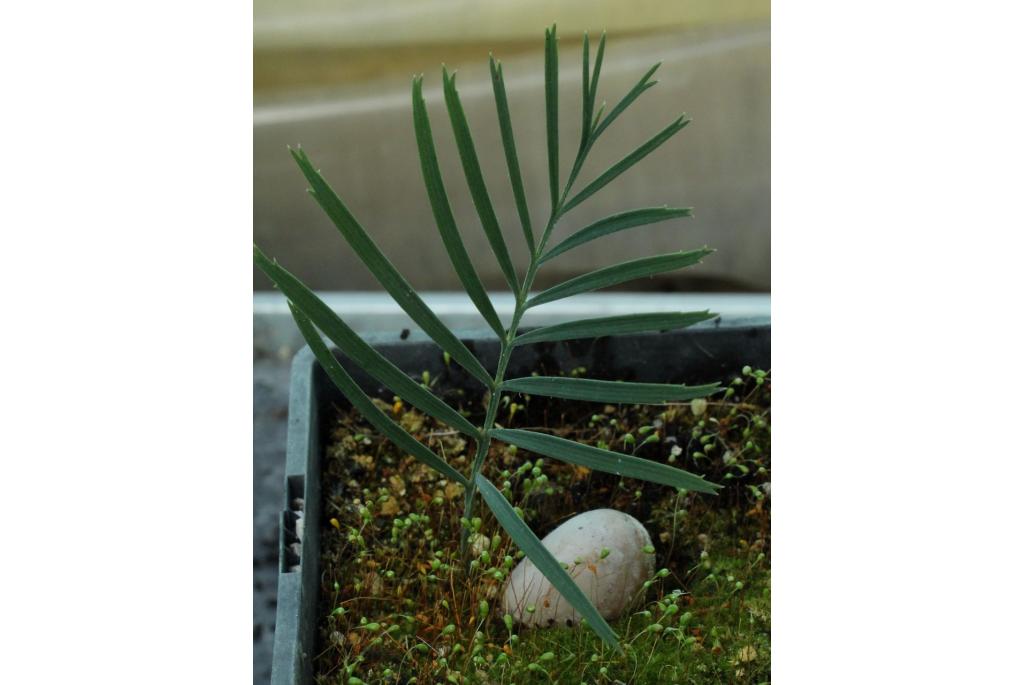 Fraser's Macrozamia