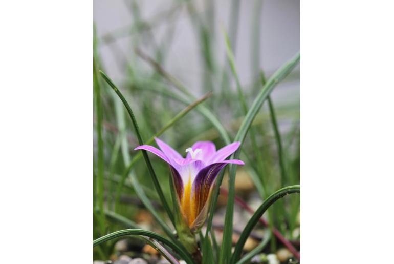 Romulea clusiana -13530