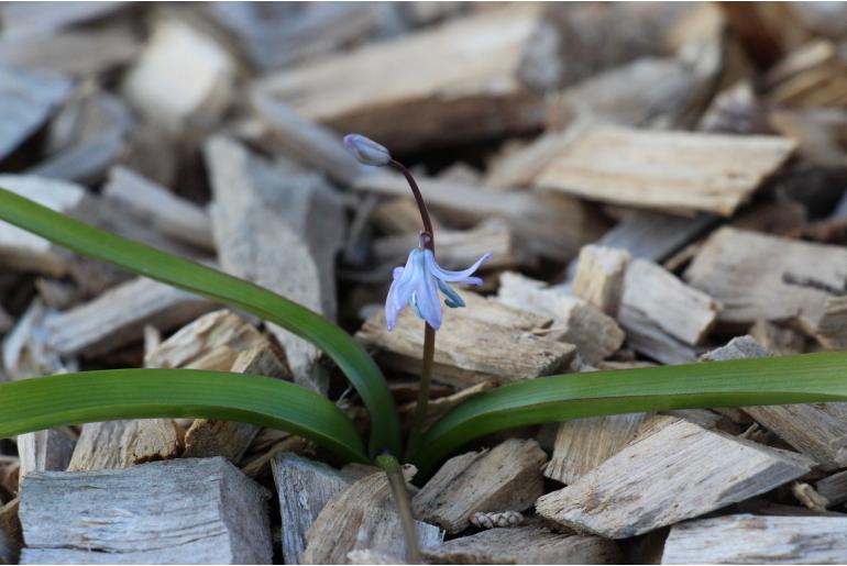 Scilla mesopotamica -13533