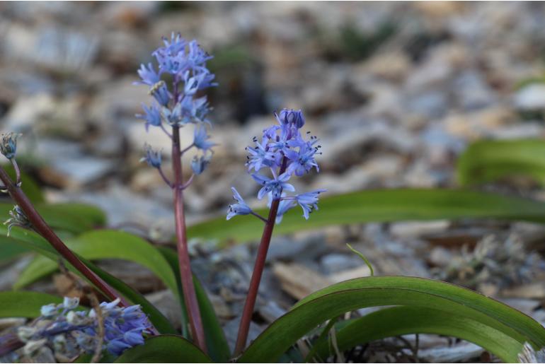 Scilla messeniaca -13534