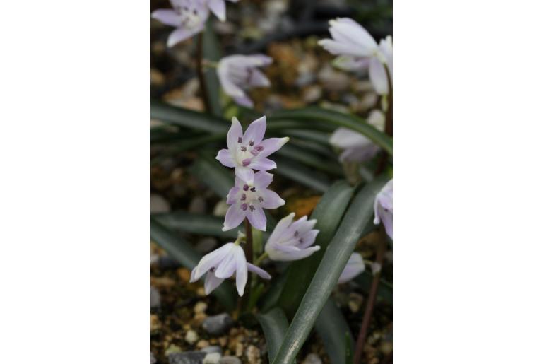 Scilla morrisii -13536